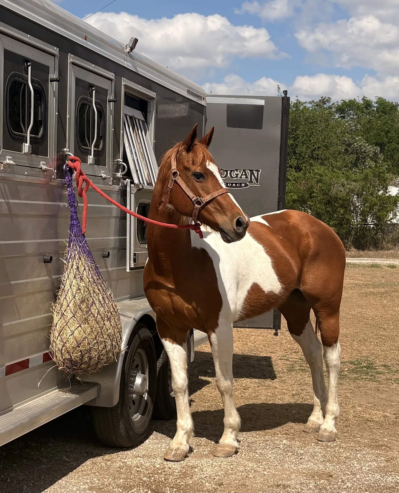 Calypso, Paint/Arabian cross mare, therapy horse at Rich at Heart