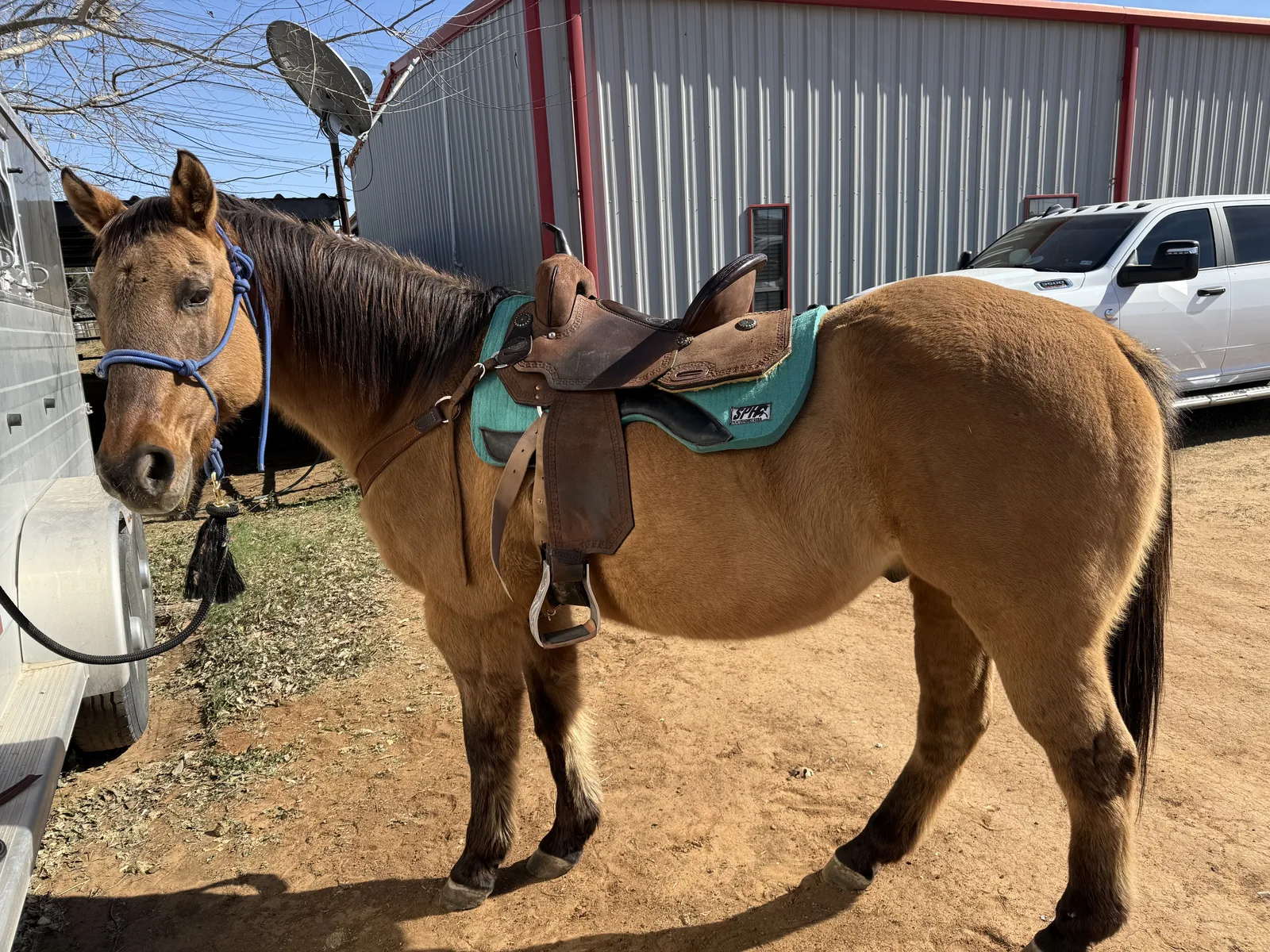 Jax, Gelding, therapy horse at Rich at Heart