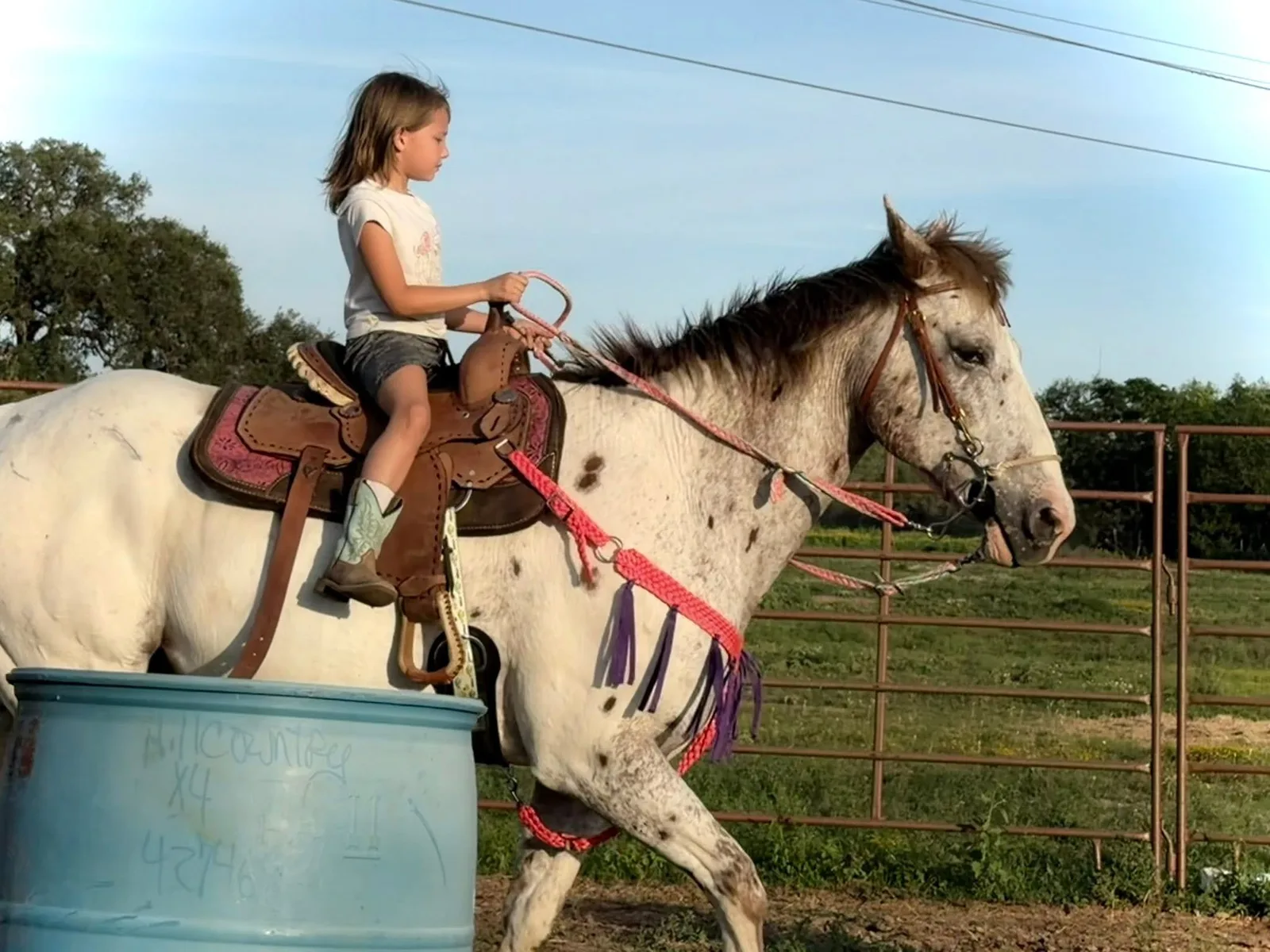 Confetti, Appaloosa gelding, therapy horse at Rich at Heart
