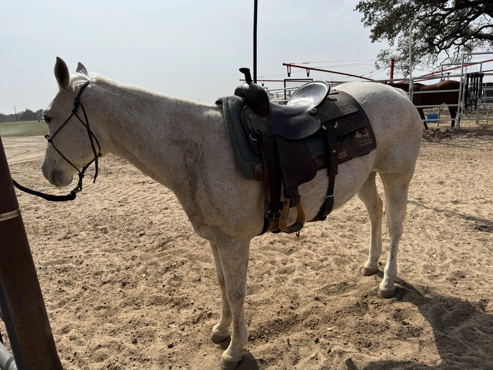 Trixie, AQHA mare, therapy horse at Rich at Heart
