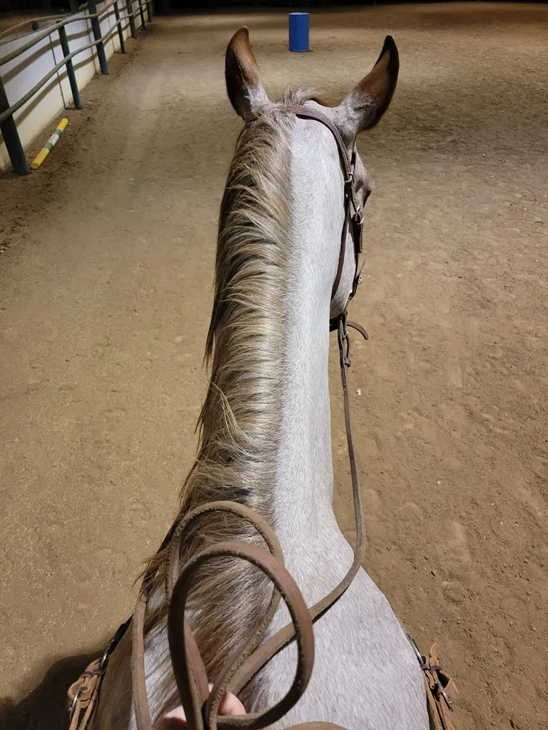 Rider's view from horseback in the arena