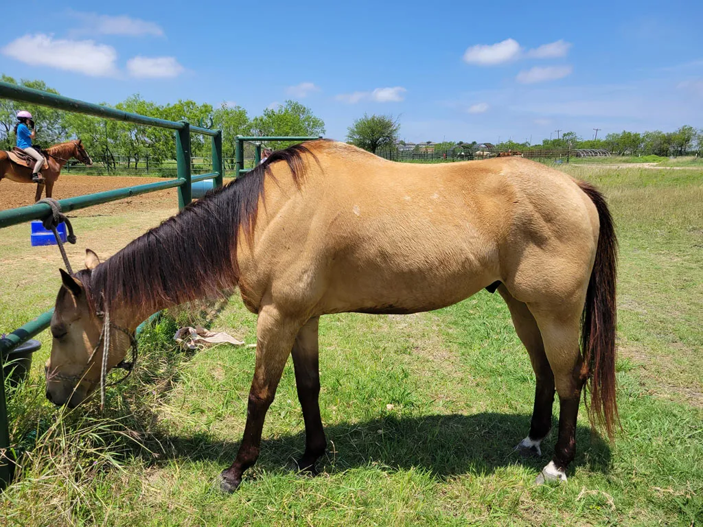 Therapeutic Riding