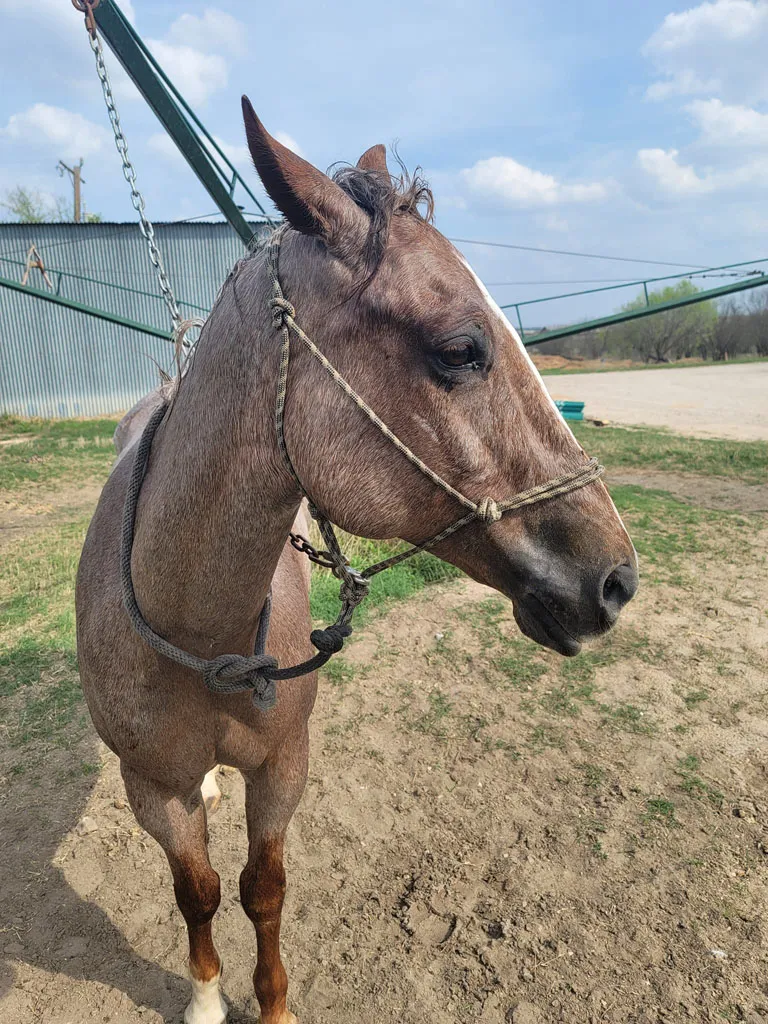 Equine-Assisted Therapy