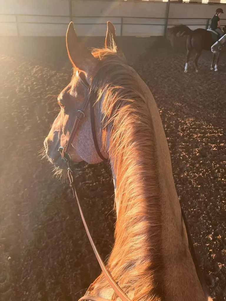 Horse bathed in golden hour light in the arena