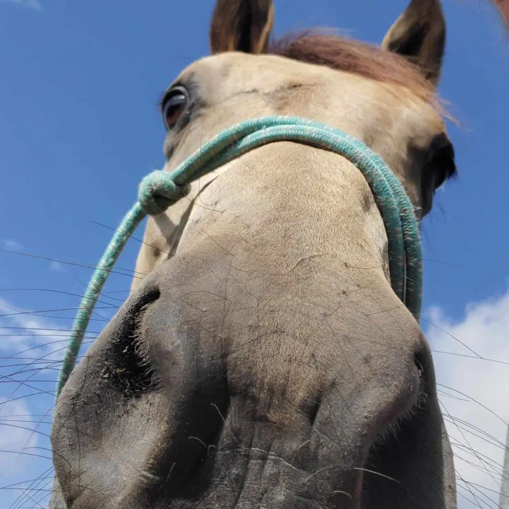 Curious horse saying hello up close