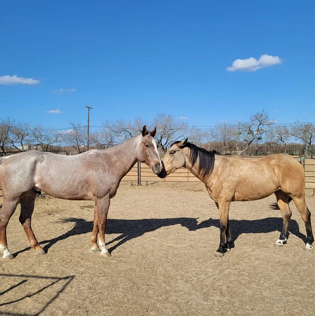 Two therapy horses at the Rich at Heart ranch