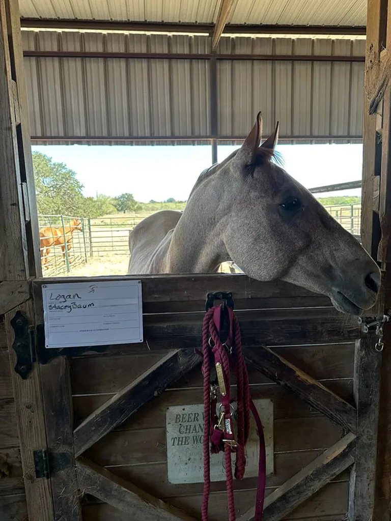 Logan looking out from his stall